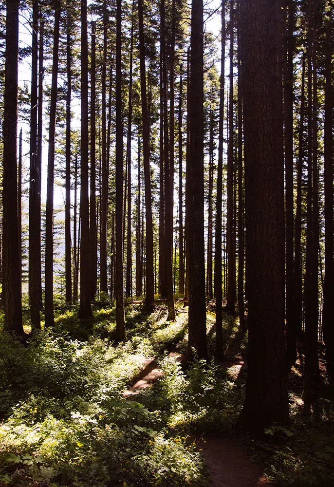 foret-de-seqoia